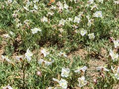 Oenothera coronopifolia