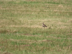 Vanellus senegallus