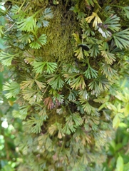 Elaphoglossum peltatum