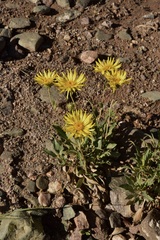 Grindelia chiloensis