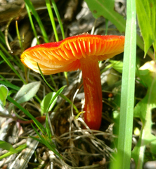 Hygrocybe
