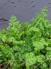 Oenanthe crocata