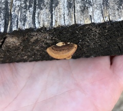 Gloeophyllum sepiarium