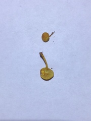 Pleuroflammula tuberculosa