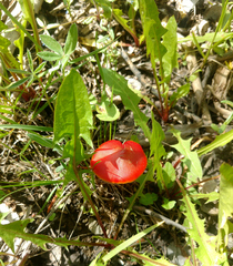 Hygrocybe