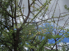 Vachellia luederitzii