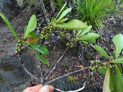 Myrsine asymmetrica