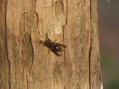 Vespula flaviceps