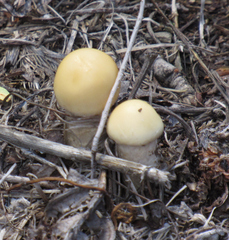 Agrocybe praecox