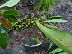 Myrsine asymmetrica