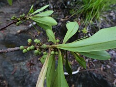 Myrsine asymmetrica