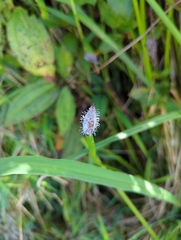 Eleocharis elegans