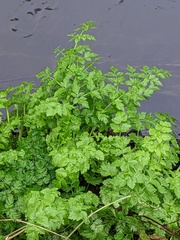 Oenanthe crocata