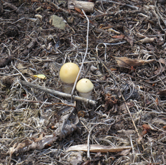 Agrocybe praecox