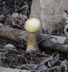 Agrocybe praecox