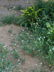 Diplotaxis erucoides