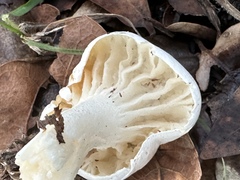 Hygrophorus eburneus