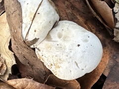 Hygrophorus eburneus