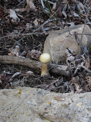 Agrocybe praecox