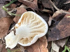 Hygrophorus eburneus