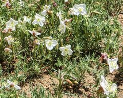Oenothera coronopifolia