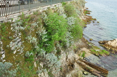 Artemisia arborescens