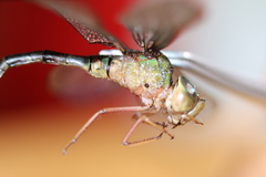 Gynacantha vesiculata