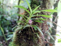 Dichaea ecuadorensis