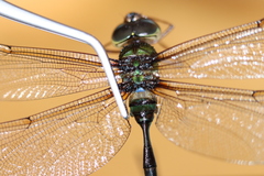 Gynacantha vesiculata