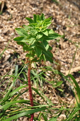 Euphorbia platyphyllos