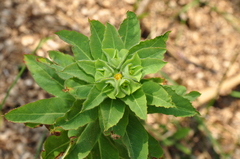 Euphorbia platyphyllos