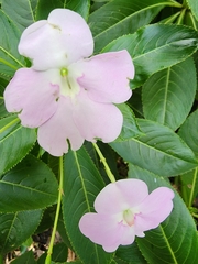 Impatiens sodenii