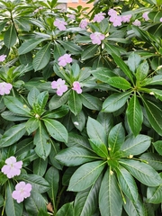 Impatiens sodenii