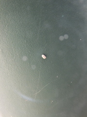 Drosicha