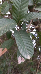 Dilleniaceae
