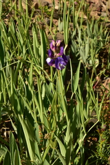 Lathyrus magellanicus