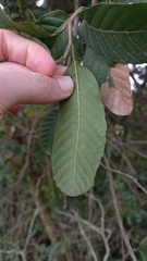 Dilleniaceae