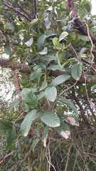 Dilleniaceae