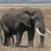 Savannah Elephant - Photo (c) eslone, some rights reserved (CC BY-NC), uploaded by eslone