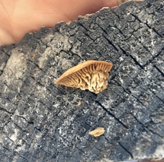 Gloeophyllum sepiarium