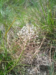 Schizocarphus nervosus