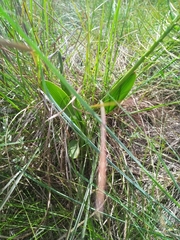 Schizocarphus nervosus