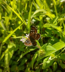 Aricoris epulus