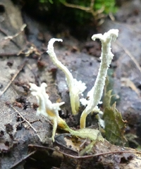 Cordyceps tenuipes