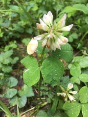 Trifolium stoloniferum