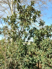 Eriobotrya japonica