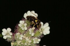 Orthops
