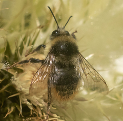 Bombus mendax