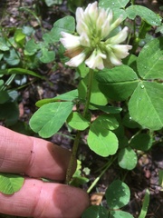 Trifolium stoloniferum