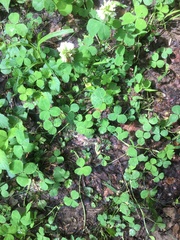 Trifolium stoloniferum